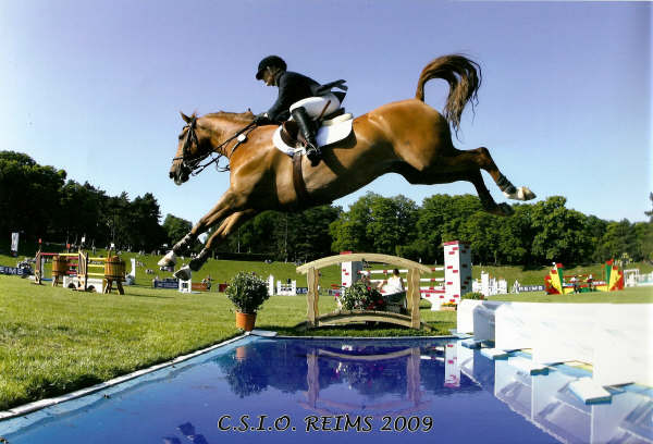 Danielle Farnsworth Show Jumper                                                                                                                                                                                                                                